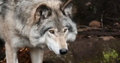 Staatsbosbeheer wil wolf uit de buurt van mensen houden met toeters en rotjes