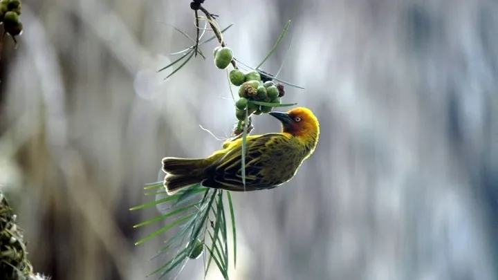 Met deze do's en don'ts help je vogels de winter door
