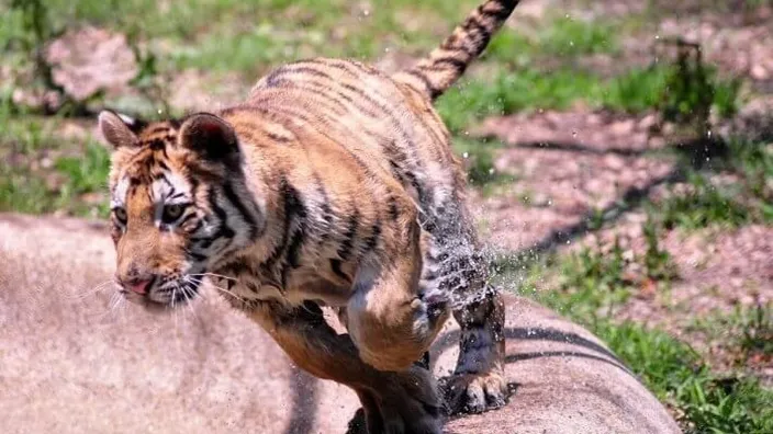 De transformatie van dit prachtige dier zal tranen in je ogen brengen... Deze dieren horen NIET in het circus thuis!