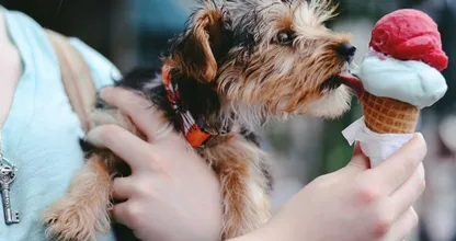 Krijgt jouw hond of kat de juiste voeding? Let op deze 4 signalen