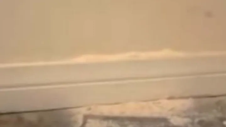 Hombre instala cámara después de que un perro mirara un lugar en la pared durante días