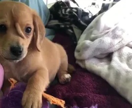 Un chiot abandonné avec une queue sur la tête est sauvé du grand froid
