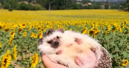 Deze schattige egel verovert harten over de hele wereld