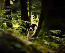 Farmer Finds His Missing Dog After 8 Months – When He Gets Closer He Turns Pale