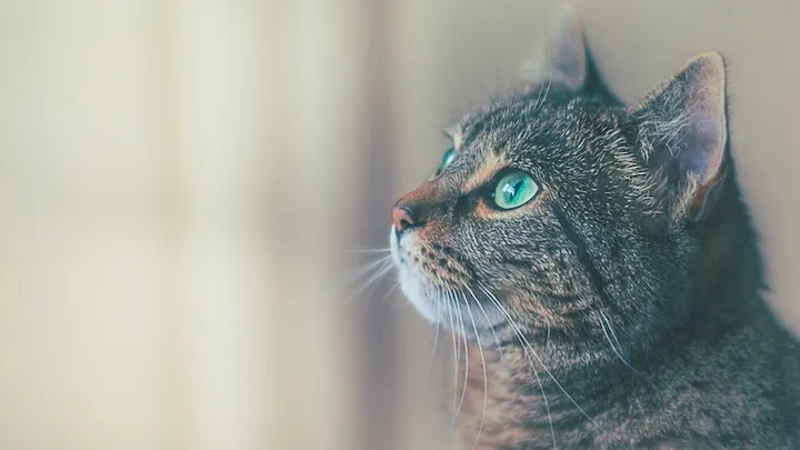 5 tekenen dat je met je kat naar de dierenarts moet