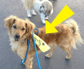Kommt dir ein Hund mit einer gelben Markierung entgegen? Dann solltest du wissen, wie du reagieren musst