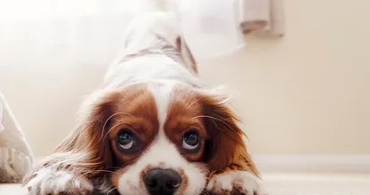 Puppy-yoga officieel verboden in Italië