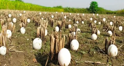 Landwirt findet Hunderte von seltsamen Eiern in seiner Ernte - doch als sie schlüpfen, bricht er in Tränen aus