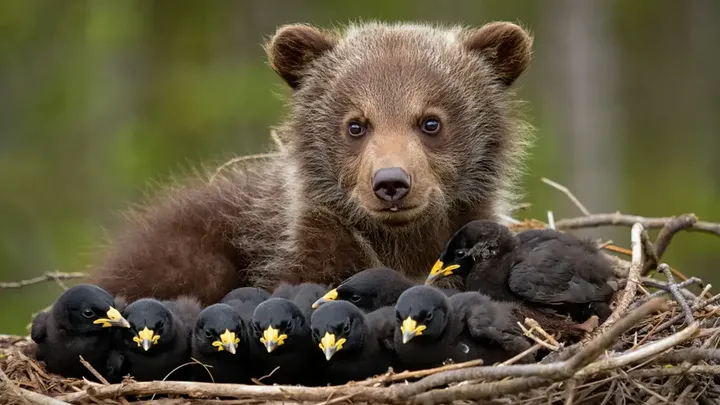 Águila arrebata cachorro de oso del patio - ¡Lo que descubren los vecinos te dejará boquiabierto!