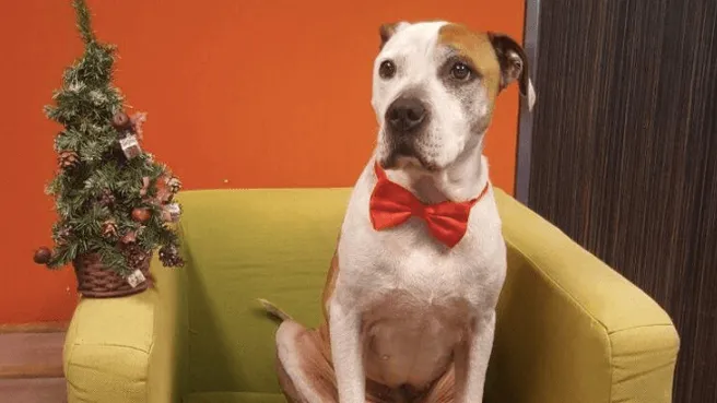 Deze lieverd zoekt een warm mandje! Laten we hem een ultieme Kerst bezorgen!