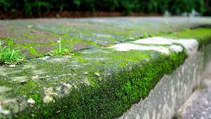 Removing weeds? With this trick, it won't take long! Super practical!
