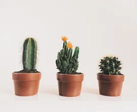 Prikkelende planten: zó moet je een cactus verzorgen