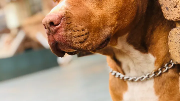 Esta pitbull se recusou a deixar o abrigo sem seu amigo chihuahua
