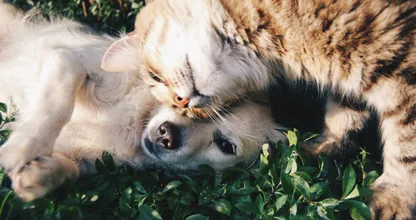 5x de schattigste voor-en-na-foto's van dieren die samen zijn opgegroeid