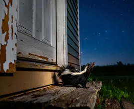 Skunk Appears on Porch Every Night – What It Was Hiding Will Surprise You