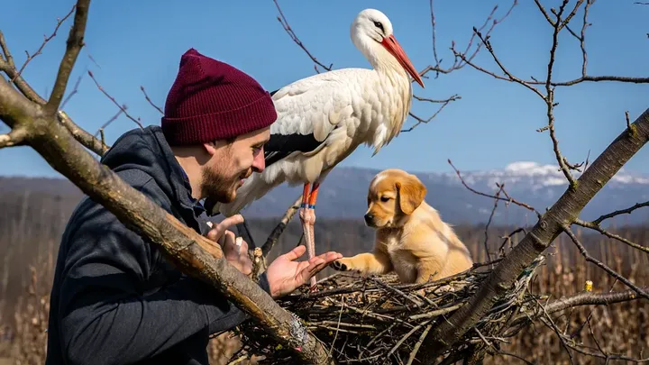 Stork Snatches Puppy from Garden – What the Neighbors Discover Will Blow Your Mind!