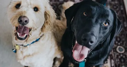 Heb je een hond? Dit is wat je viervoeter zegt over je persoonlijkheid