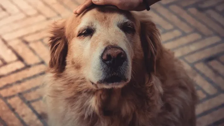Como reconhecer se seu animal de estimação está lidando com demência