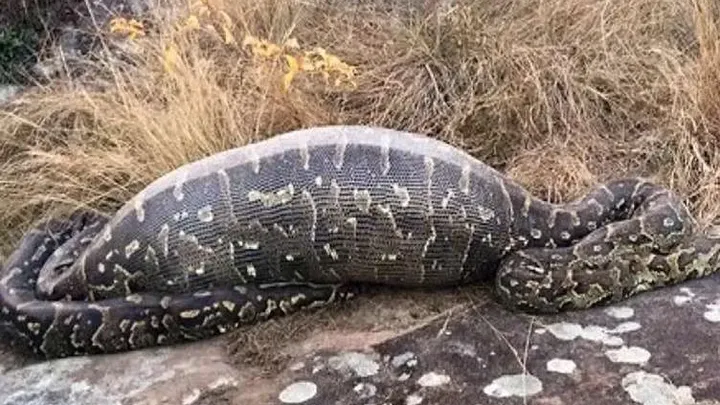Esses trabalhadores encontraram uma cobra gigante - você não vai acreditar no que eles encontraram dentro dela!