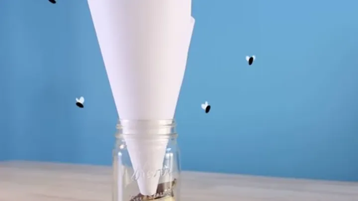 In nur einer Minute gemacht und du wirst Obstfliegen sofort los