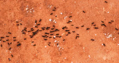 Goede voorbereiding: zo heb jij straks geen last van insecten in huis