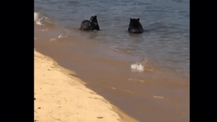 Het was berengezellig op het strand! Kijk eens wie hier een frisse duik komen nemen.