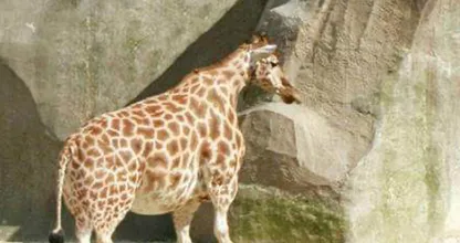 This Giraffe Was Spotted In The Wild - Vet Is Shocked When He Realizes Why It Is So Huge