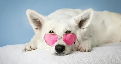 Wow! Dít kost jouw hond je per maand