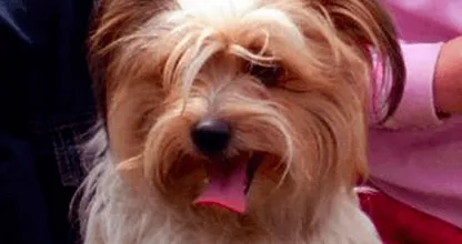 Verschrikkelijk.. Dit stel liet hun hond doodvriezen omdat hij niet mee mocht in het vliegtuig...