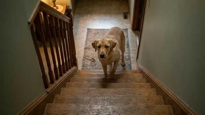De dierenarts zei dat het wel goed zou komen met haar hond — maar later ontdekte de spoedkliniek deze angstaanjagende waarheid…