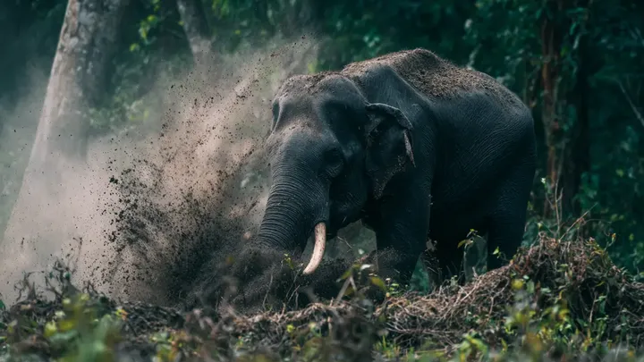 Um elefante solitário fica horas a fio na floresta - quando os aldeões descobrem o motivo, percebem que é pior do que parece