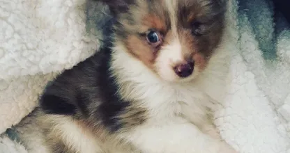 Dit hondje wat niemand wilde hebben, vond toch een nieuw baasje. Wauw, dit is zo mooi!