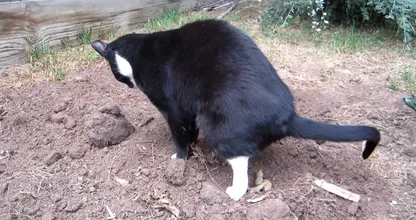 ¿Siempre encuentras los gatos de tu vecino en tu jardín? Espántalos sin hacerles daño con este truco.