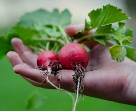Dit zijn de beste groentesoorten om in een kleine tuin te verbouwen