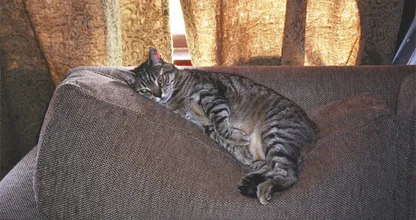 Deine Katze hat ins Haus gemacht/gespuckt? Kein Problem! Mit diesem Trick ist der Fleck und Geruch weg!
