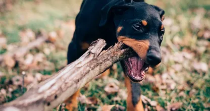 Wat te doen als een hond (van een ander) je bijt?