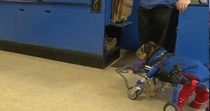 Dit zwaar mishandelde hondje krijgt een tweede leven met een op maat gemaakt rolstoeltje.. Hartverwarmend!