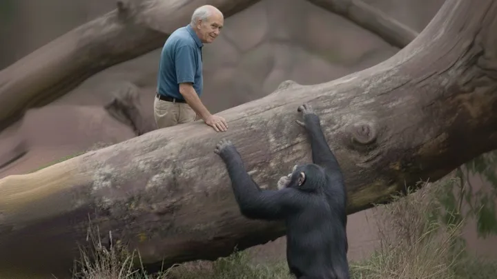 Un abuelo se cuela en el recinto de un chimpancé y lo que ven los cuidadores del zoo es asombroso