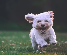 Dit zijn de populairste honden- en kattennamen van 2019