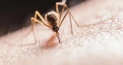 かゆい蚊に刺されを素早く治す裏技１０選