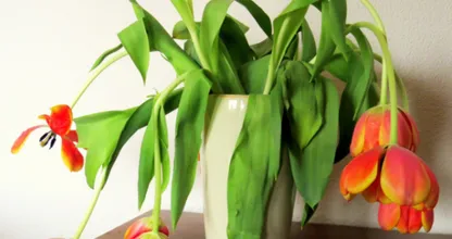Nie wieder hängende Tulpen! Mit diesem Trick bleiben sie gerade!