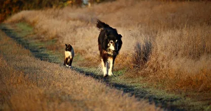 Opgelet: heb jij een hond of kat? Pas dan op voor levensgevaarlijke vossenlintworm!
