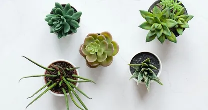 Zo kan het ook: 8 tips voor alternatieve bloempotten