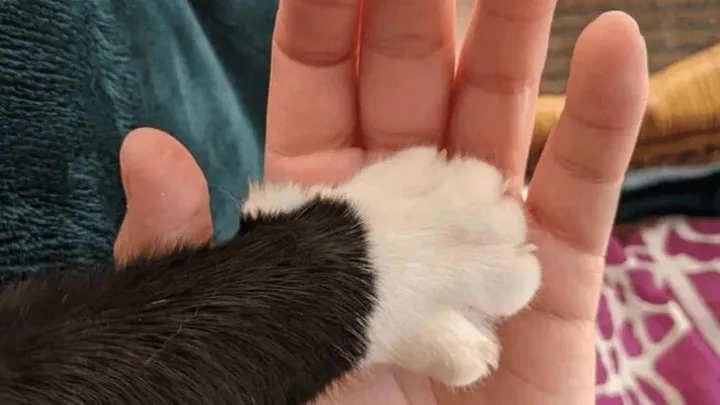 30 Tipps für Katzenbesitzer: Ihr Leitfaden zum Verstehen und Pflegen Ihrer Katze