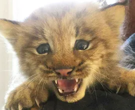Canadese man vindt kitten, realiseert zich pas later dat het een lynx is