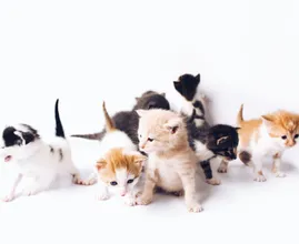 Disabled cat fosters kittens at shelter in Kentucky