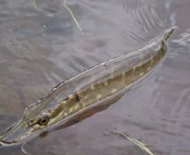 Snoek ingezet tegen illegale goudvissen in Arnhemse stadsbeek