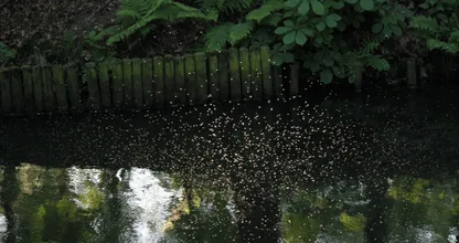 Langer in de tuin zitten zonder last van insecten? Dat doe je met DEZE tip!