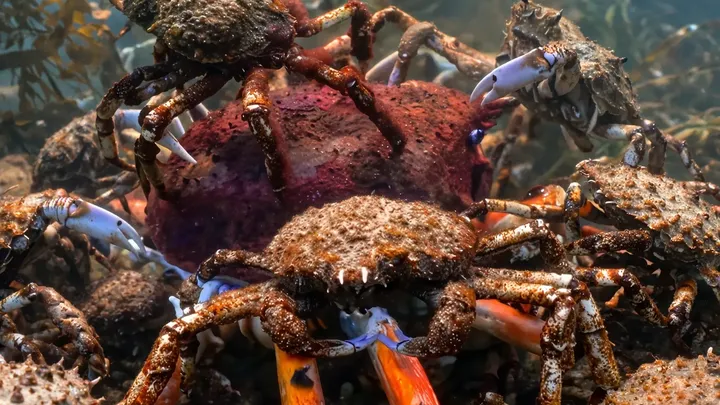 Scientists Placed a Single "Crab" Among Thousands—Then Something Bizarre Happened