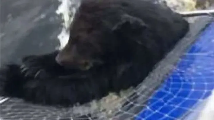 Echa un vistazo a las cosas impactantes que hace esta madre osa mientras los pescadores salvan a sus cachorros